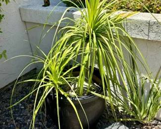 plant and pot