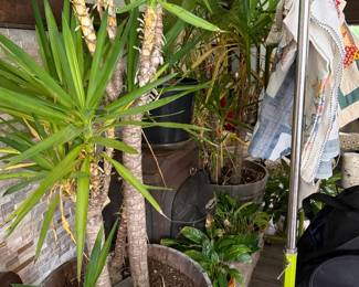 Plants!