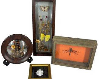 Mounted Dragonfly Specimen + 1970s Butterfly