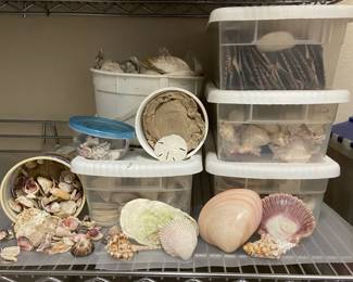 Large Lot Of Seashells Sand Dollars Including Oyster Shells Coral