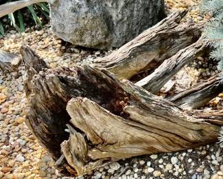 280.  Collection of Driftwood