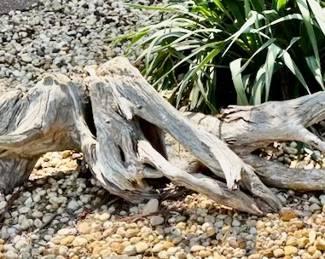 280.  Collection of Driftwood