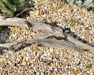 280.  Collection of Driftwood