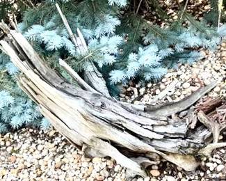 280.  Collection of Driftwood