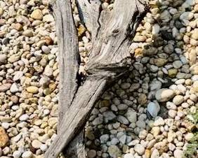 280.  Collection of Driftwood