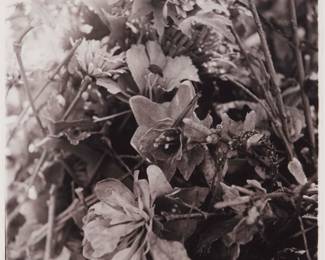 1205 Joan Fitzsimmons (20th Century) "Flowers, Holy Land USA," 1998 Photograph on paper Signed, titled, and dated in pencil, in the lower margin: Joan Fitzsimmons 1998 Image: 6 x 6 in.; Sight: 8 3/4 x 7 3/4 in. Estimate: $300 - $500