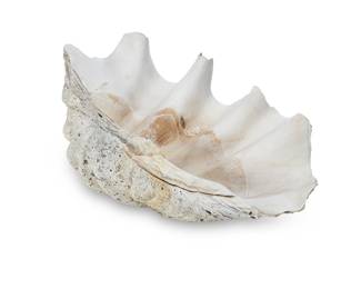 1307 A giant clam shell 20th century or earlier Tridacna gigas from the South Pacific Height 11 in., width 28 in., depth 18 in. approximately Estimate: $1,000 - $2,000