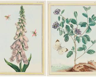 1194 Pierre Joseph Buchoz, editor (1731-1807) Two plates (XXX and LXXIX), from "Collection Précieuse et Enluminée des fleurs les plus Belles et les plus Curieuses, qui se cultivent tant dans les jardins de la Chine que dans ceux de l'Europe" [Precious and Illuminated Collection of the Most Beautiful and the Most Unusual Flowers Cultivated in the Gardens of China and in Those of Europe], Vol. 2, 1776  Two works  Each: Engraving with hand-coloring (possibly later) on laid paper with a heraldic watermark Each from the edition of unknown size Each with the volume and plate numbers engraved just outside the upper borderline, in the upper left and right corners of the plate; Chez Lacombe, Paris, France, prntr./pub. Plate of each: 12 5/8 x 8 3/8 in.; Sheet of each: 18 x 11 1/8 in. Estimate: $200 - $300