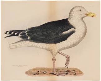 1102 After John James Audubon (1785-1851) "Great Black Backed Gull, Old. Winter Plumage," (plate 97) Engraving with hand-coloring on paper From the edition of unknown size and date Unsigned; with the title and plate number in the plate, lower left and upper right Plate: 19 x 23 1/2 in.; Sheet: 20 1/8 x 25 1/4 in. Estimate: $600 - $800