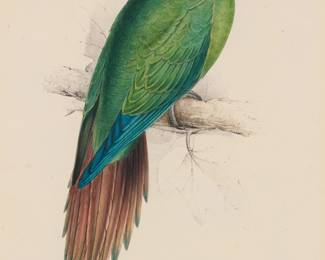 1284 After Edward Lear (1812-1888) "Long Billed Parakeet Maccaw" Lithograph with hand-coloring on paper From the edition of unknown size and date With the artist's name in the plate, lower left: E. Lear del et lithog.; Charles Joseph Hullmandel, London, England, prntr. Image: 15 1/2 x 9 in.; Sight: 17 3/4 x 11 3/4 in. Estimate: $600 - $800