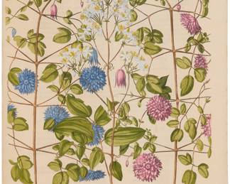 1091 After Basilius Besler (1561-1629) "Erect clematis, Lavender double-flowered hort clematis," plate 303 from the series "Hortus Eystettensis" Engraving with hand-coloring on paper From the edition of unknown size and date Unsigned Plate: 19 x 15 1/2 in.; Sheet: 21 1/2 x 17 1/8 in. Estimate: $300 - $500