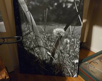 Black and White Dandelion Seed Head Photograph