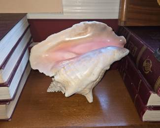 Queen Conch Shell (Lobatus gigas)