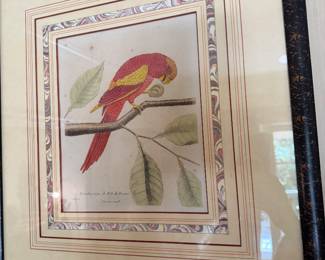 Red Parrot from Borneo Marinet