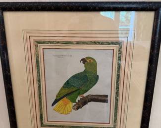 Guinea Parrot Martinet