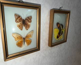oh my Taxidermy Variegated Fritillary butterflies. Go figure!