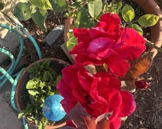 Lots of indoor and outdoor pots and potted plants for sale!