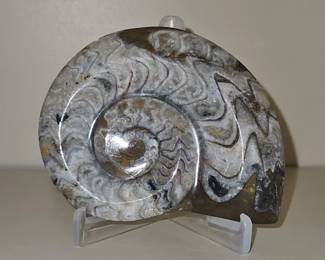 Polished Moroccan Ammonite Fossil