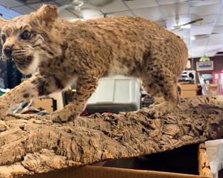 Taxidermy bobcat