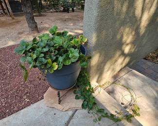 Strawberry plant