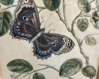 B28 - $40. Framed Botanical & Butterfly Illustration. Measures 13.5" x 18". 