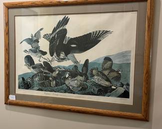 B8 - $200. Virginian Partridge Framed Print. It is sun faded. "Drawn from Nature & Published by John J. Audubon. Virginian Partridge, Perdix Virginiana. Lath, Male Adult, 1. Young, 2 Female Adult, 3. Young. 4 very young Birds, 5. Engraved, Printed & Coloured by R. Havell." Plate LXXV. Measures 45" x 33.5". 