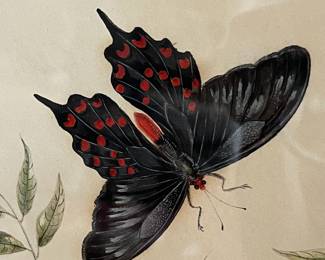 B29 - $40. Butterfly/Moth Botanical Print. Measures 13.5" x 18.25". 