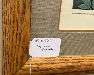 B8 - $200. Virginian Partridge Framed Print. It is sun faded. "Drawn from Nature & Published by John J. Audubon. Virginian Partridge, Perdix Virginiana. Lath, Male Adult, 1. Young, 2 Female Adult, 3. Young. 4 very young Birds, 5. Engraved, Printed & Coloured by R. Havell." Plate LXXV. Measures 45" x 33.5". 