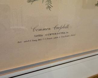 B15 - $80. "Common Crofsbill". Has fading / discoloration in the middle of the framed area. Framed it measures 26.75" x 32". J.J. Audubon, Chromotith by J. Bien. New York 1860. Plate 200. 