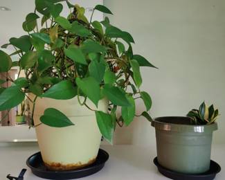 Plants