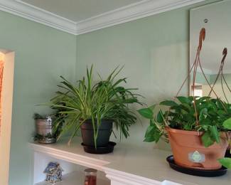 More plants