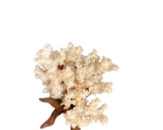 047 White Coral Specimen on Driftwood Stand