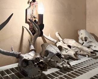 Deer & Wild Boar / Hog Skulls