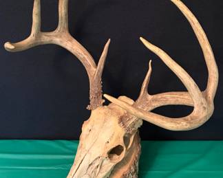 Deer skull mounts / horns / antlers