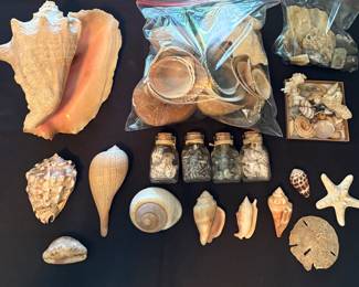 Lovely Seashell Collection w/ Starfish