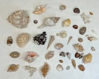 Variegated Seashells, Polished Rocks And More