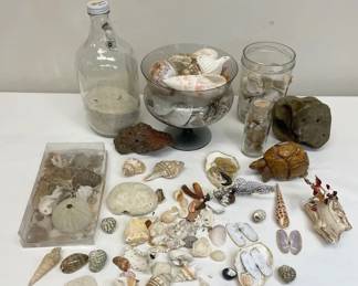 Contrasting Seashells And Other Organic Elements