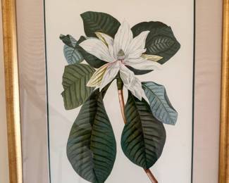 Botanical Prints - 21.5x28