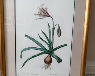 Framed Botanical Print - 28.5x21.x5