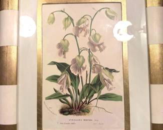 Framed Botanical Print-14x18