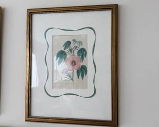 Framed Botanical Print