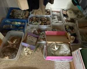 Incredible collection of rocks, minerals & treasures!