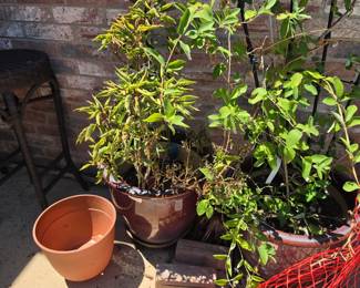 Plants