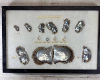 Lot #69 Imperial Cultured Pearl Oyster Growth Stage Display Case Shadow Box Specimen