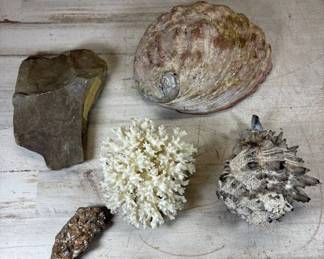 Lot #68 Natural History Lot Abalone Shell White Coral Spondylus Fossil Shell Rock 5pc