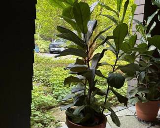510 fiddleleaffiginterracottapot