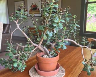 029 stunningjadeplantinterracottapot