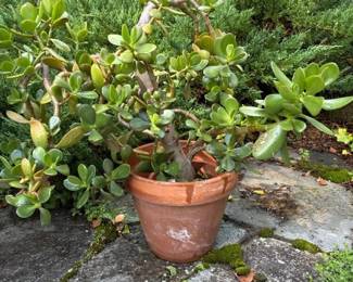 515 jadeplantinterracottapot