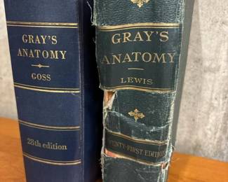 561 graysanatomytwentyfirstandtwentye