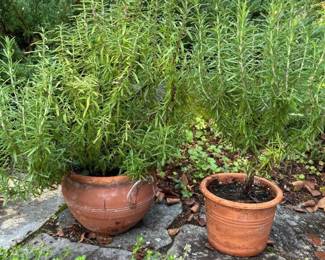 516 twopottedrosemaryplantsinterracotta